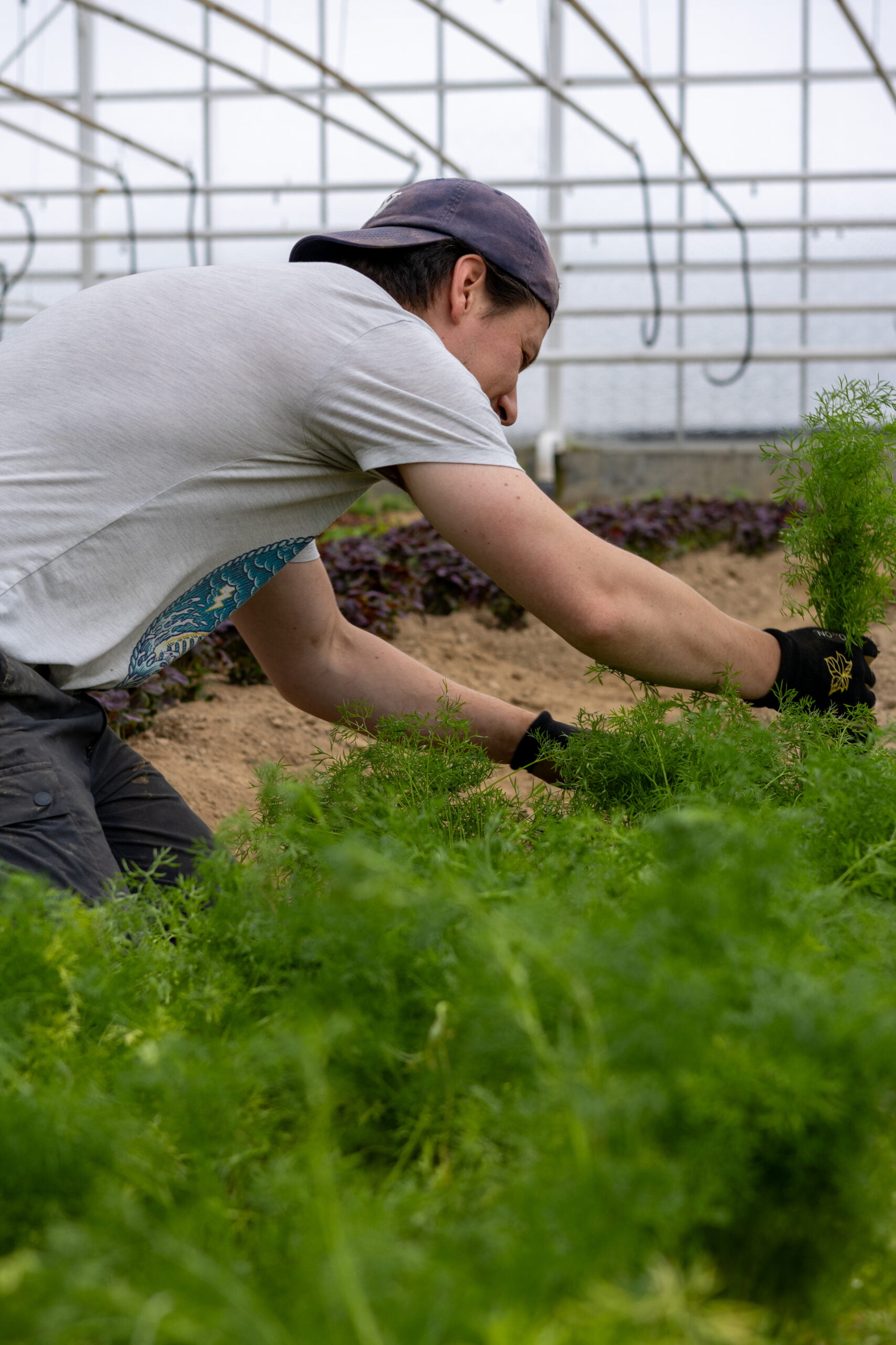 Een medewerker van Bôtan Distillery verzorgt de kruiden die gebruikt worden om La Cuvée Folie te maken